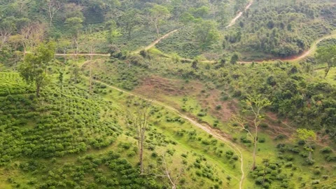 Tea garden hillock aerial view with forest path in Sylhet, Bangladesh Stock Footage 346453379