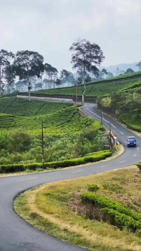 Tea garden Indonesia Video stock 254445166