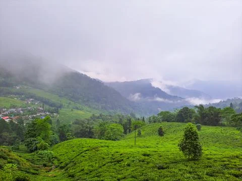 Tea garden at misty mountain range amazing landscape covered with fog at morn Stockfoto's