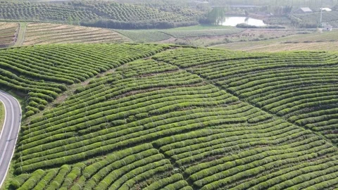 Tea garden in mountain Stock Footage 185496590