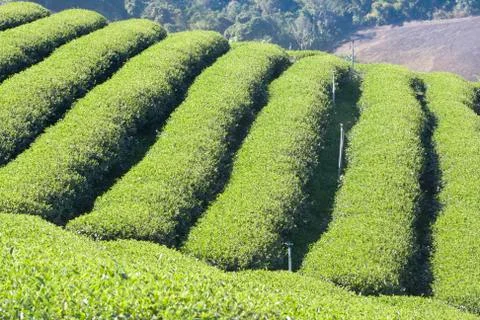 Tea garden Stock Photos