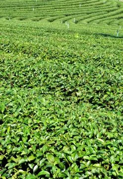 Tea garden Stock-Fotos