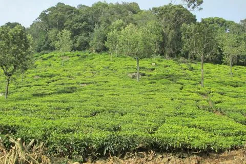 TEA Garden Foto stock