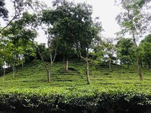 Tea Garden Foto stock