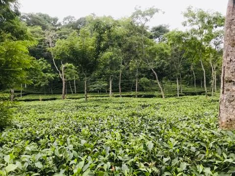 Tea Garden Foto stock