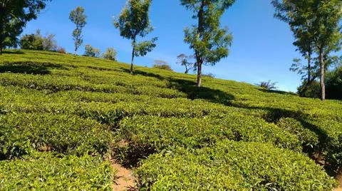 Tea garden Stock Photos