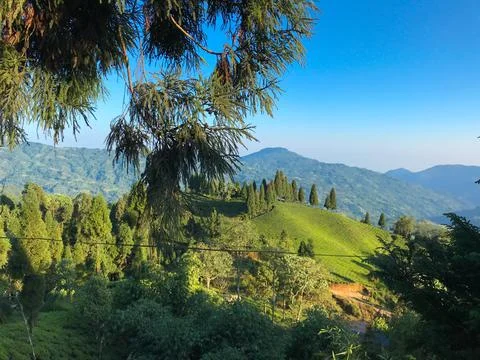 Tea garden Stock Photos