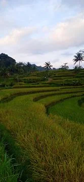 Tea garden Stock Photos