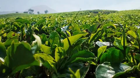 Tea Garden Foto stock