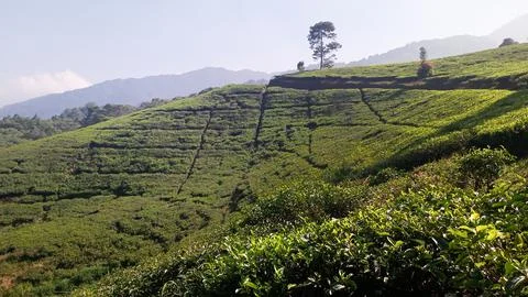 Tea Garden Foto stock