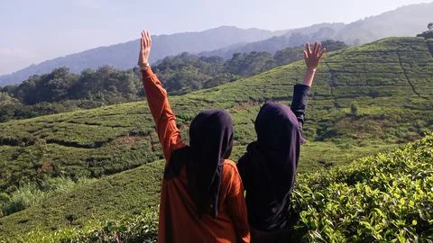 Tea Garden Foto stock