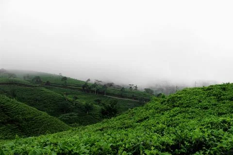Tea garden 写真素材