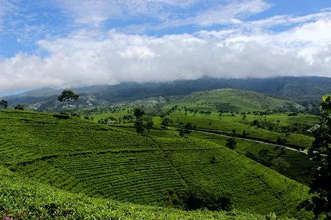 Tea garden 写真素材