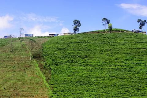 Tea garden 写真素材