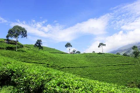 Tea garden 写真素材
