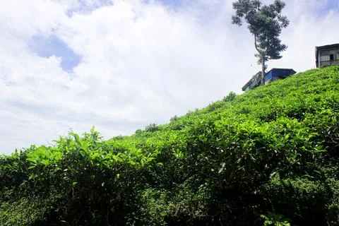 Tea garden 写真素材