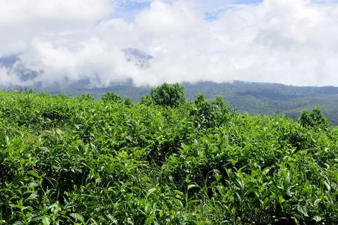 Tea garden 写真素材