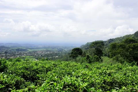 Tea garden 写真素材