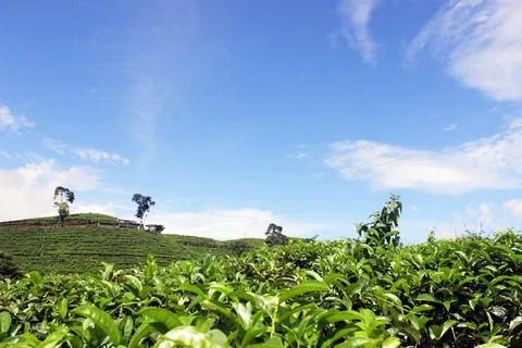 Tea garden 写真素材