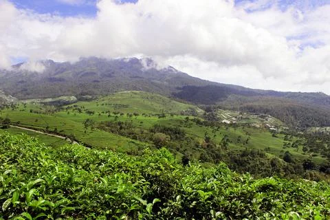 Tea garden 写真素材