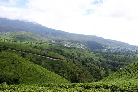 Tea garden 写真素材
