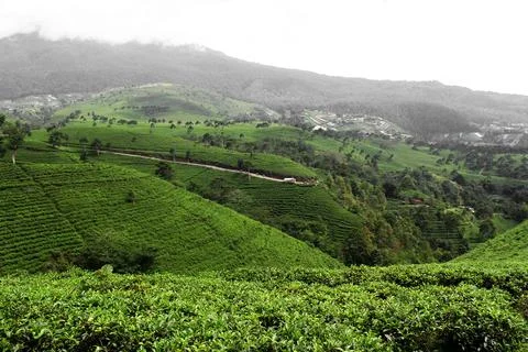 Tea garden 写真素材