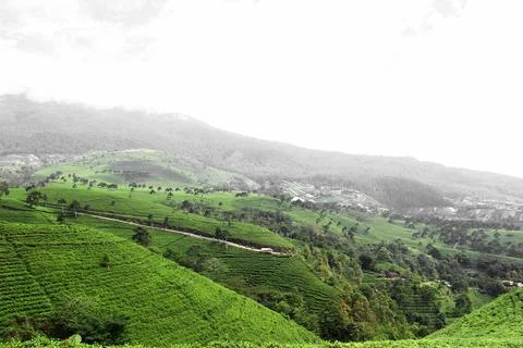 Tea garden 写真素材