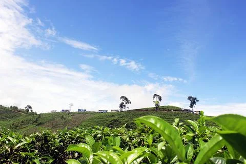 Tea garden 写真素材