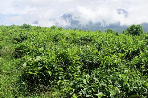 Tea garden 写真素材