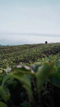 Tea garden Foto stock