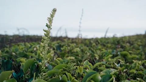 Tea garden Foto stock