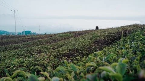 Tea garden Foto stock