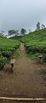 The tea garden 写真素材
