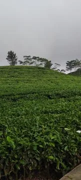 Tea garden 写真素材