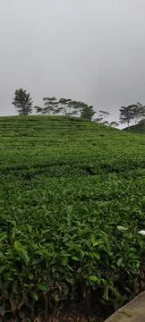 Tea garden 写真素材