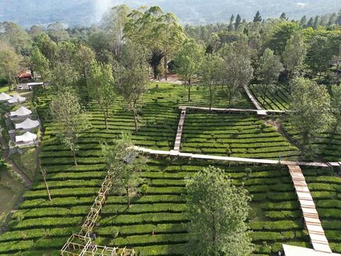 Tea Garden Fotos Stock