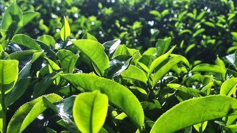Tea garden Stock Photos