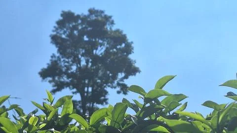 Tea garden Stock Photos