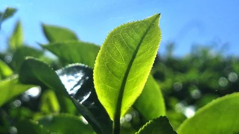 Tea garden Stock Photos