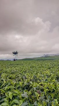 Tea garden Stock-Fotos