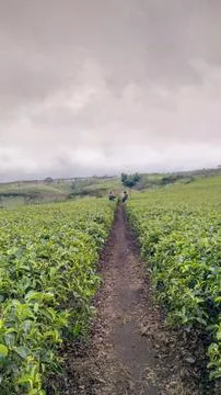 Tea garden Stock Photos