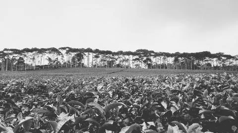 Tea garden 스톡 사진