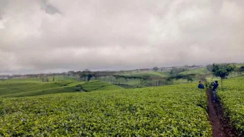 Tea garden Stock-Fotos