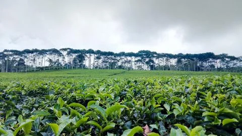 Tea garden 写真素材