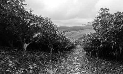 Tea garden 写真素材