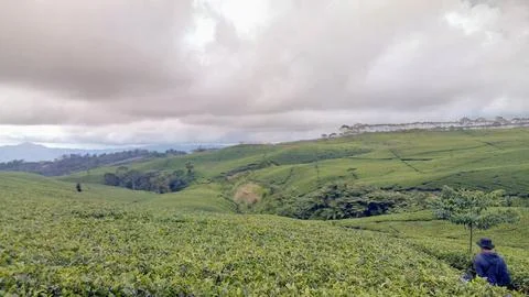 Tea garden 스톡 사진