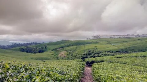 Tea garden Stock Photos