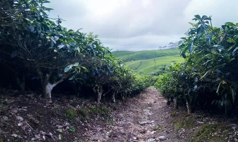 Tea garden 스톡 사진