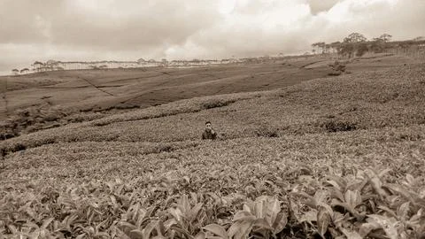Tea garden Stock Photos