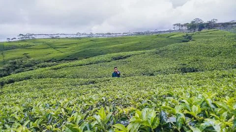 Tea garden Stock Photos